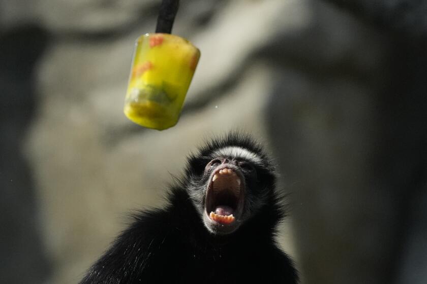 Un mono araña abre la boca mientras le sirven fruta congelada en el BioParque do Rio en medio de una ola de calor en Río de Janeiro, Brasil, el viernes 22 de septiembre de 2023. (AP Foto/Silvia Izquierdo)