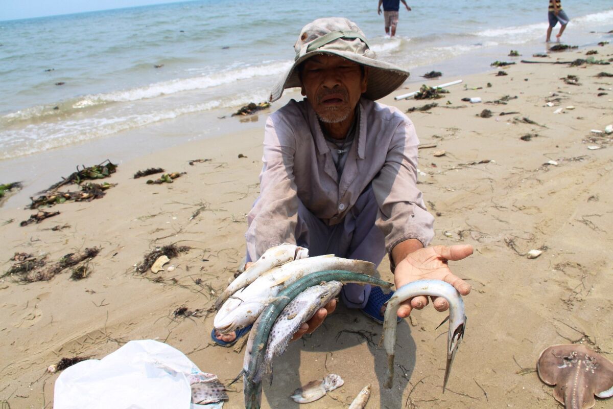 A villager shows dead sea fish he collected on a beach in Phu Loc district, in the central province of Thua Thien Hue on April 21, 2016.