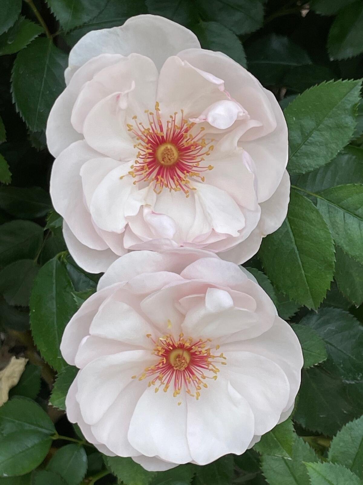 ‘Jacqueline du Pré’ has a semi-double bloom in white, with nine to 16 petals.