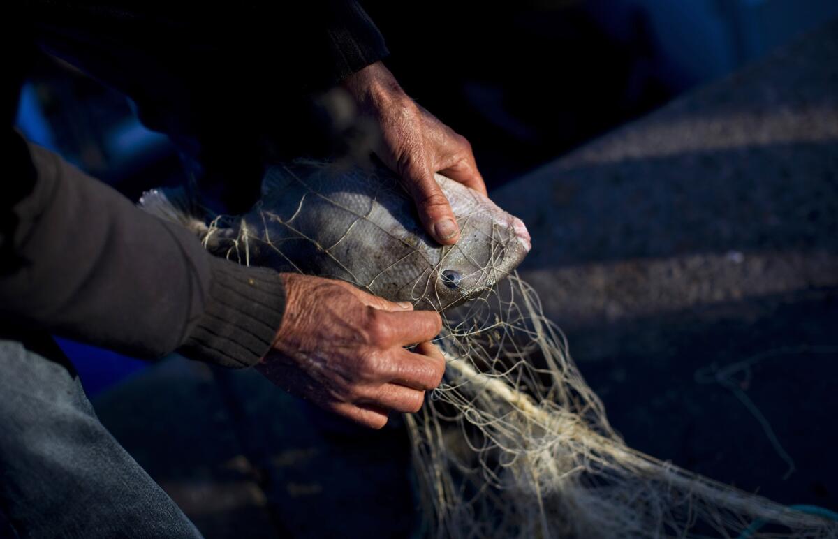 A fisherman untangles a fish from his net in the port of the southern Spanish city of Barbate, Spain. European Union nations say the fish catch quotas they agreed upon for next year means they have made more headway in securing sustainable fishing in their waters.