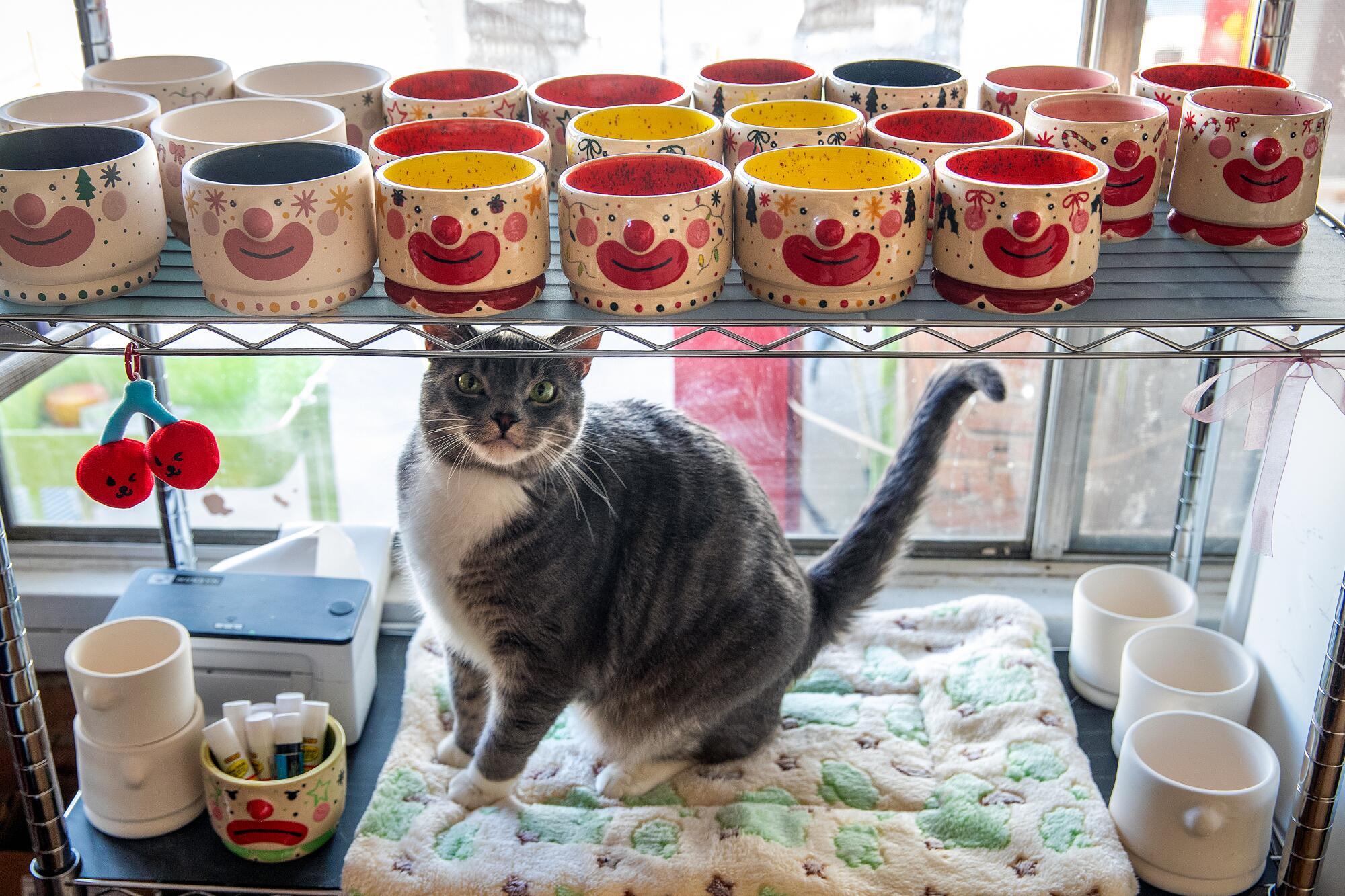 Yoshi, Yousefi's cat, takes a closer look at the cups and bowls.