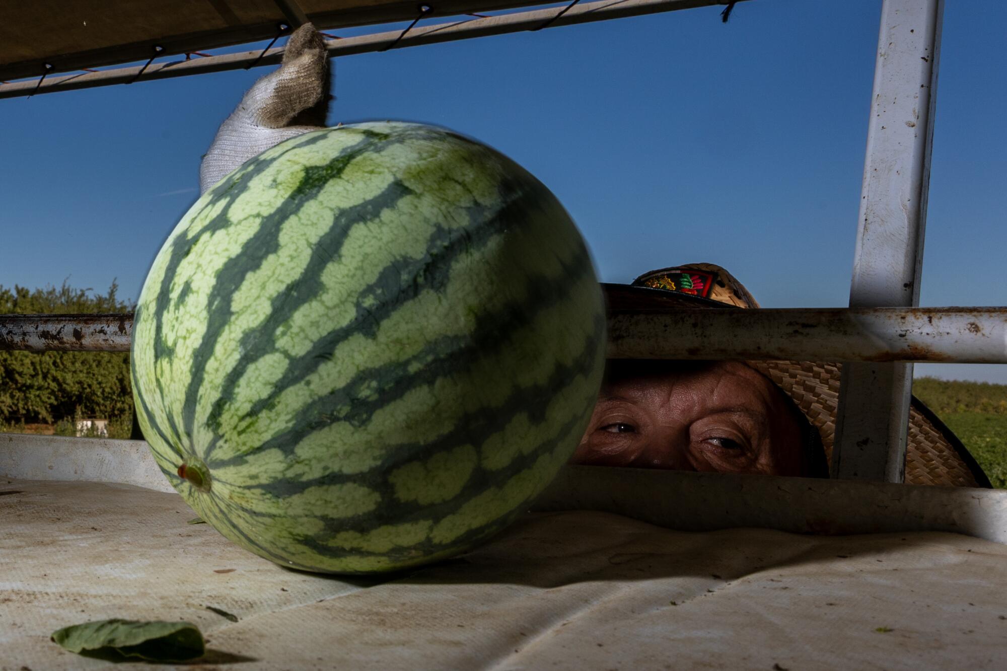 Farmworkers harvest watermelons