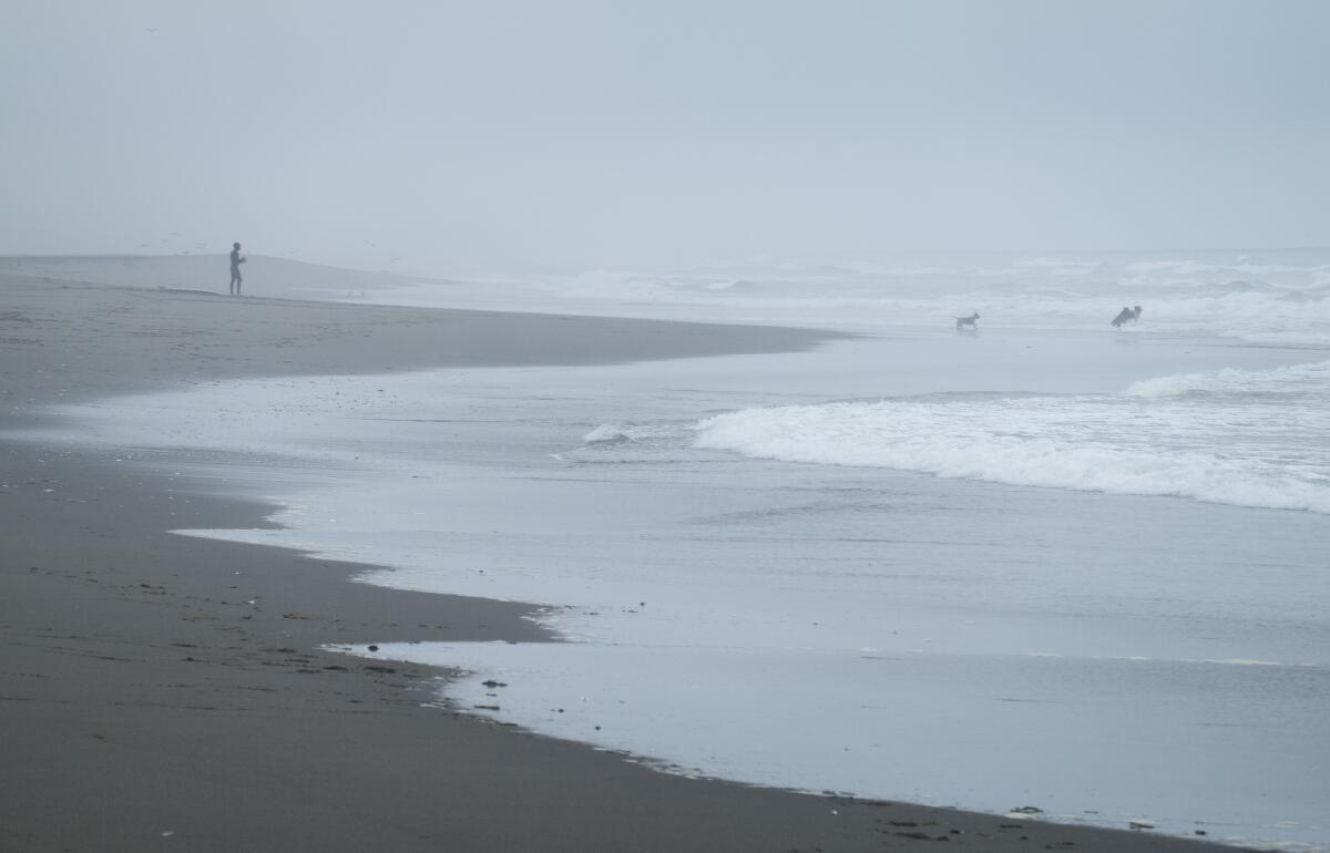 A person and several dogs are seen from a distance on an otherwise empty, fog-shrouded beach.