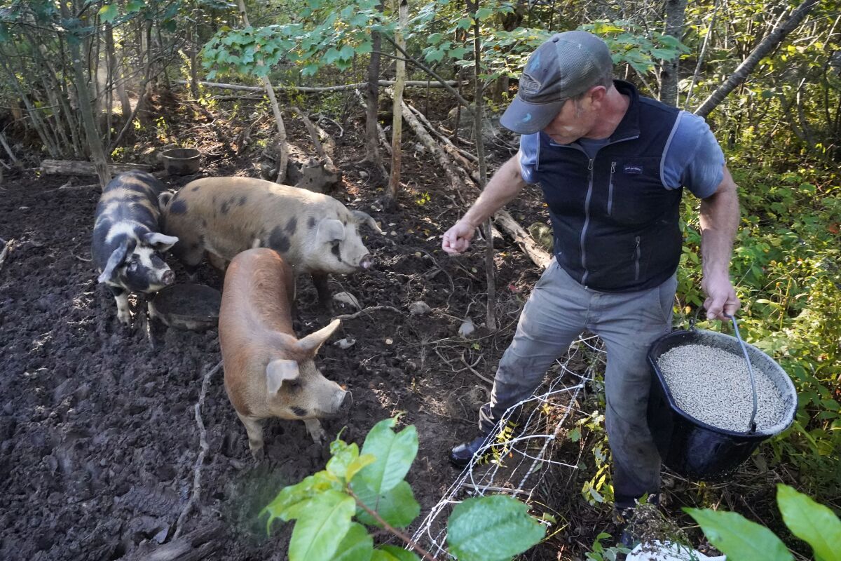 Phil Retberg feeds his hogs
