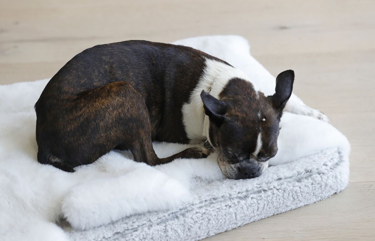 Pepper, a Boston terrier, was reunited with her family.