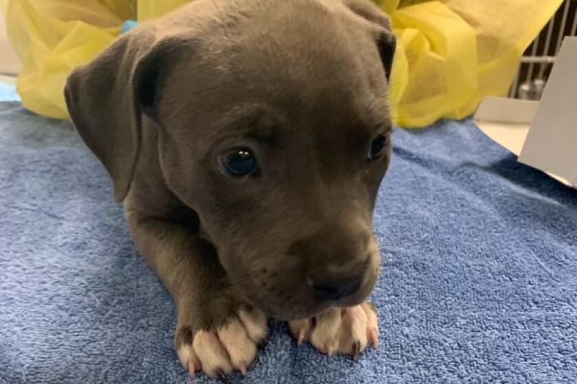 Irvine police administered a dose of the overdose-reversing drug naloxone to a pit bull puppy last week after the animal was potentially exposed to fentanyl.