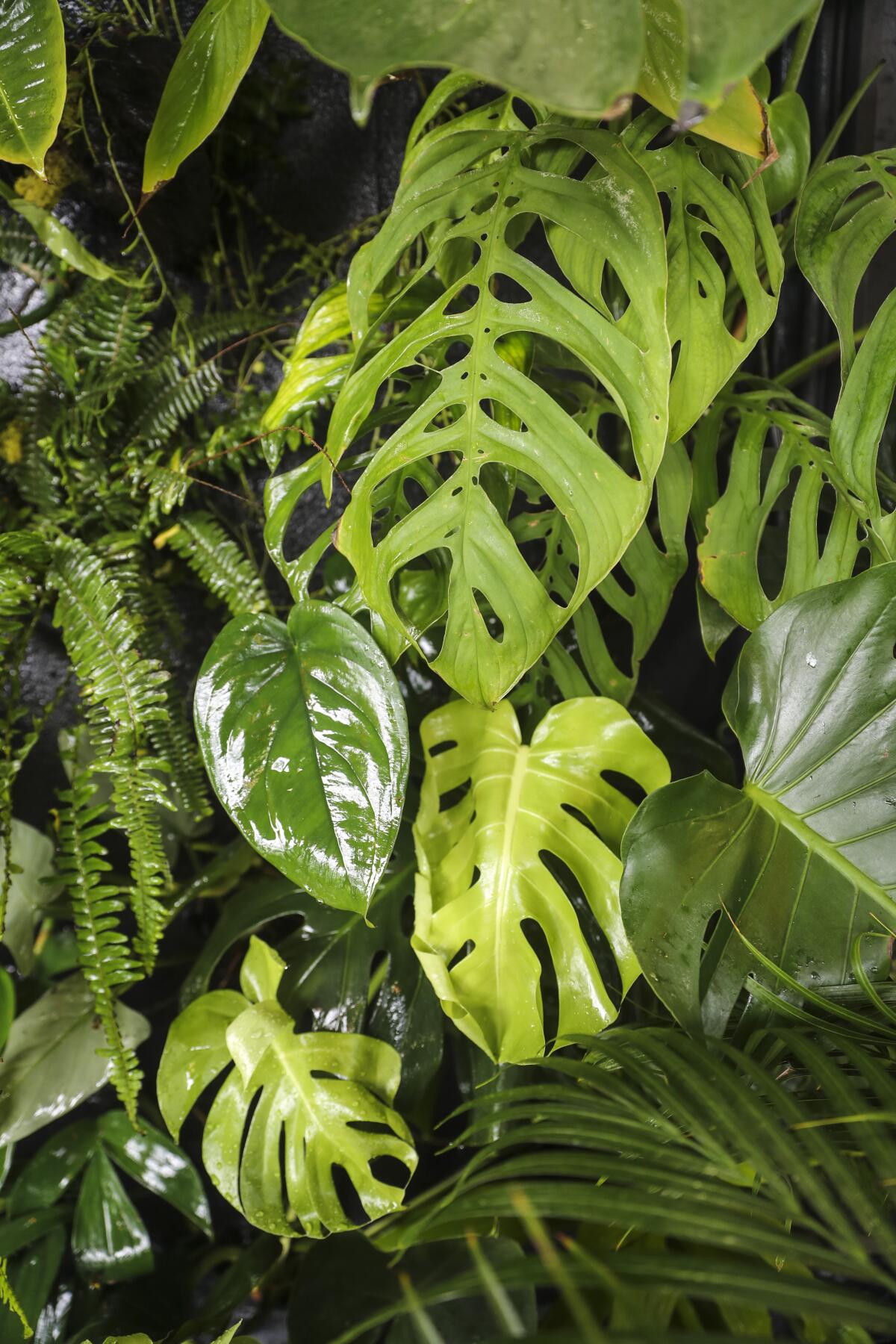 Detail of houseplant leaves, including Monstera deliciosa.