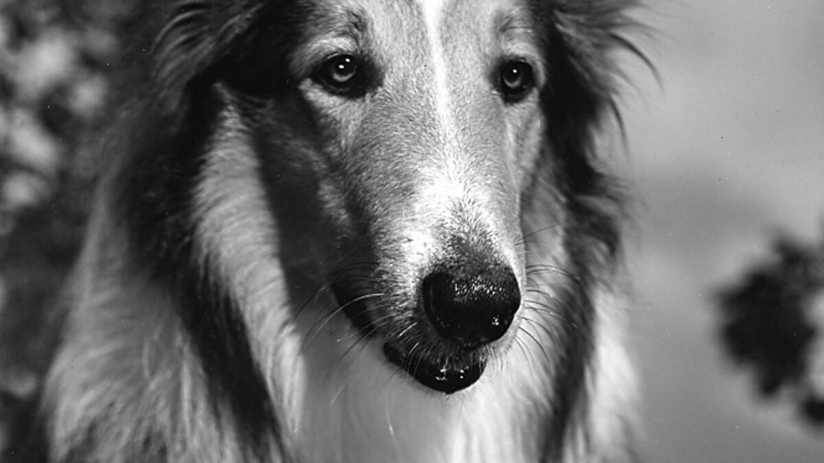 The Original 'Lassie' Dog, Pal, Lived to Be Almost 20 and Came to