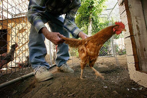 Clifford Crickette, 81, nabs one of his four chickens at his Bishop, Calif., home. The town of 3,600 residents is embroiled in an uproar over whether a 1966 ordinance forbids people from keeping chickens in their yards.