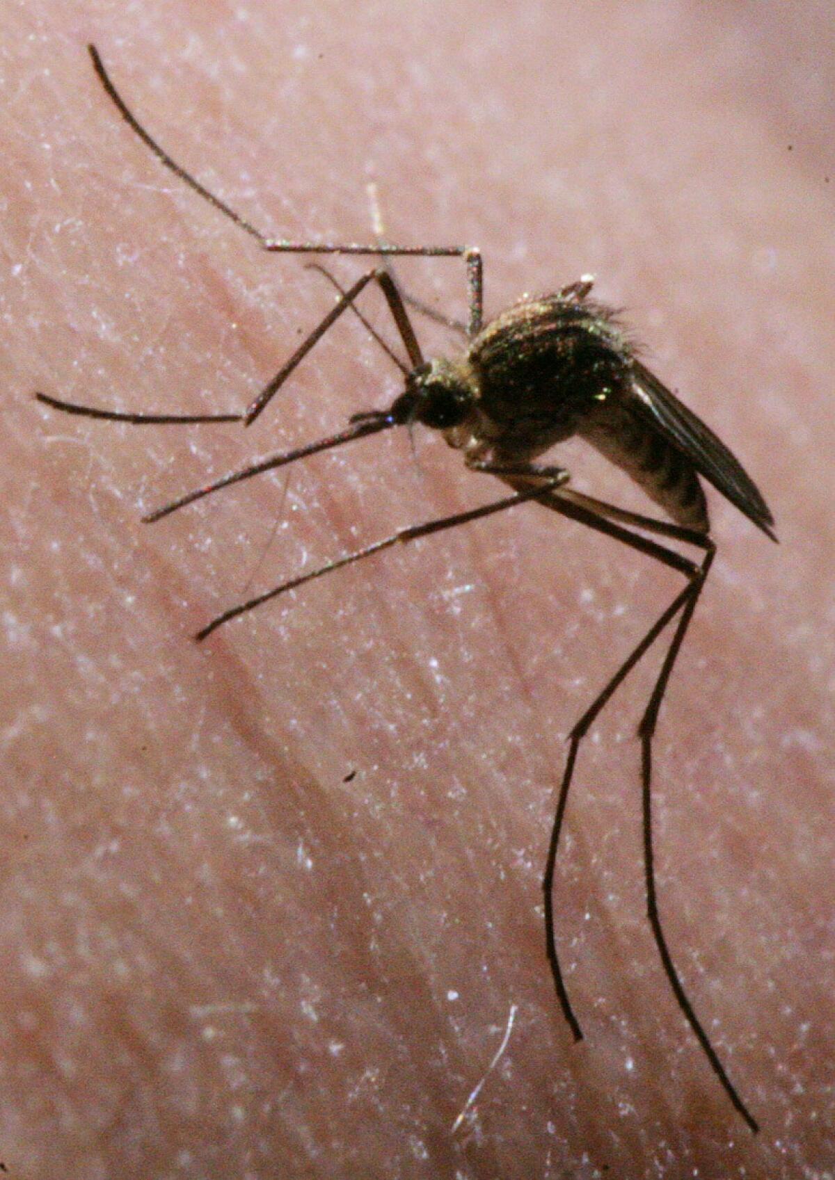 A release issued by the city of La Cañada Flintridge on Friday said the sample was taken in the southeastern portion of the city as part of the district’s ongoing disease surveillance program.
