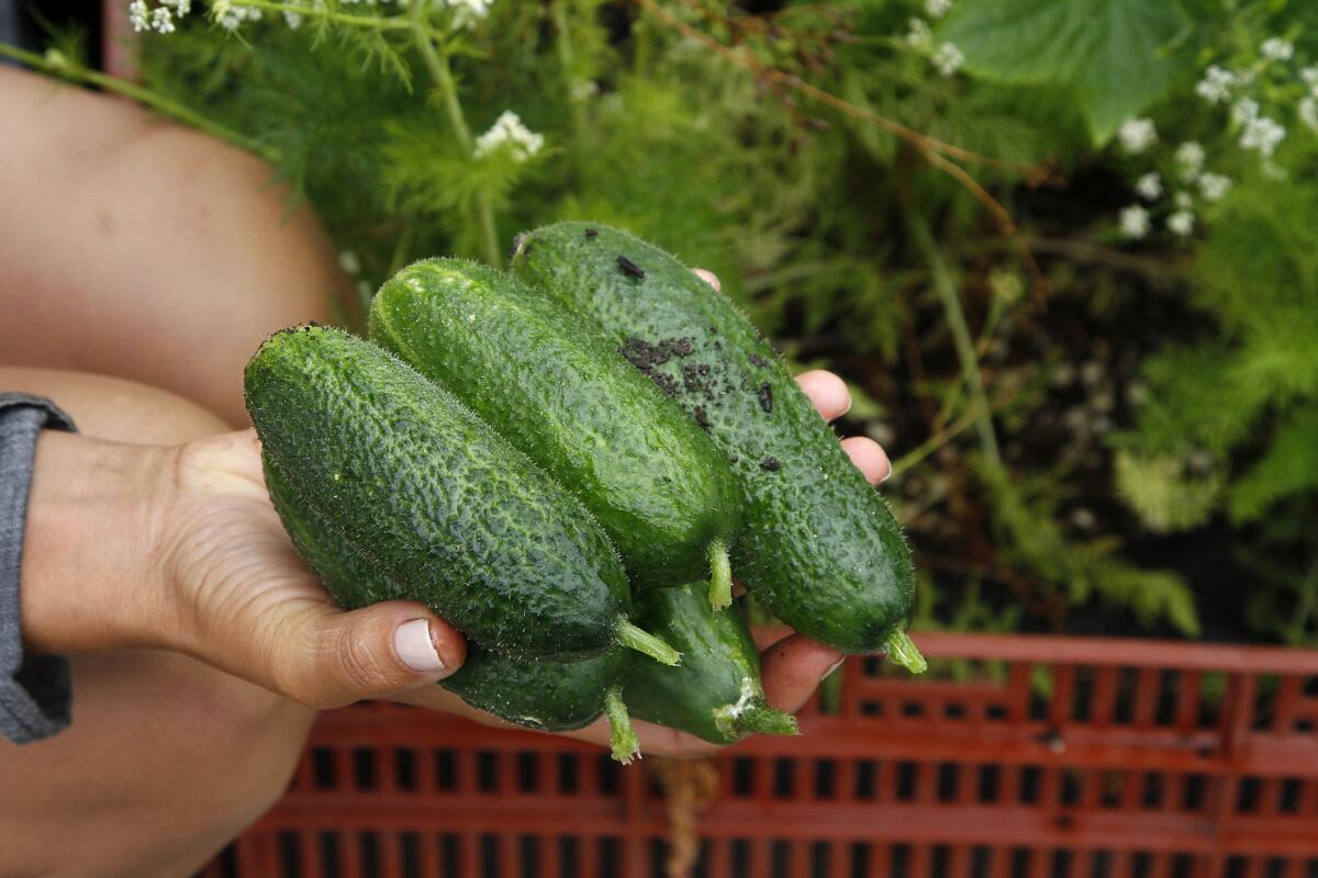 Harvested cucumbers from a home garden in Venice.