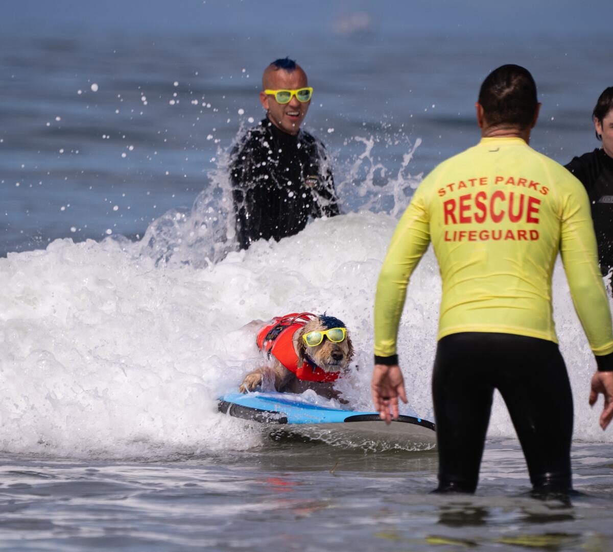 Derby, a goldendoodle from San Diego, rides a wave Friday as trainer Kioni "Kentucky" Gallahue looks on.