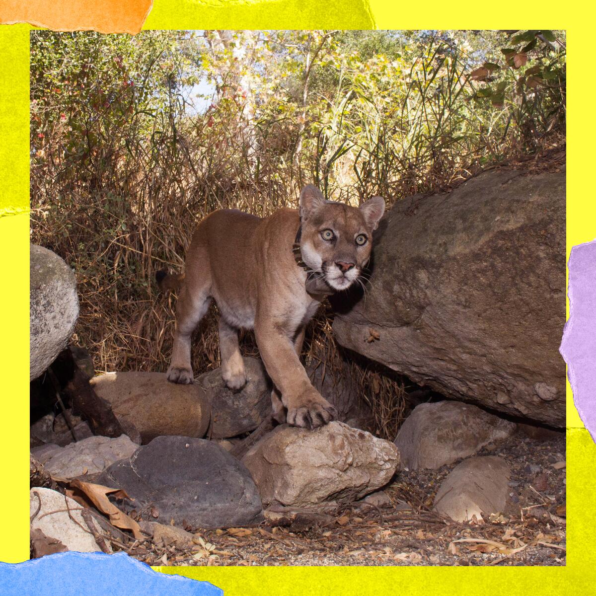 A mountain lion navigates a boulder pile.