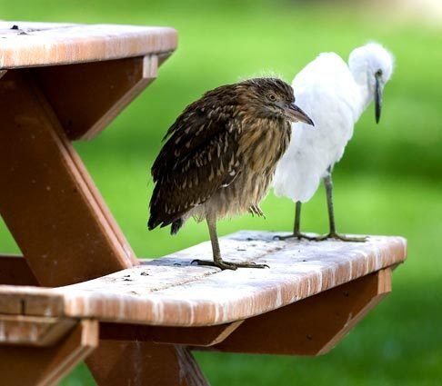 Heron and egret on a picnic table