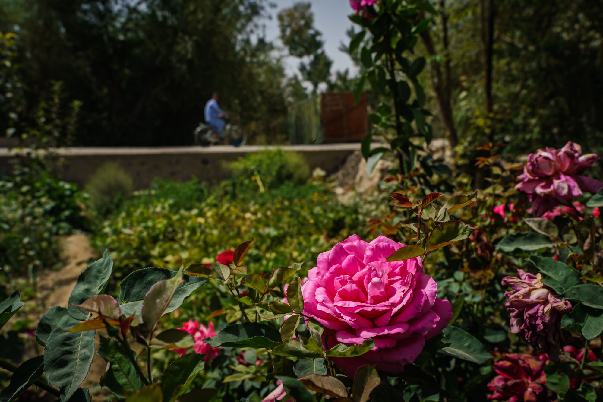 A close-up of pink flowers with a man on a bike in the distance.