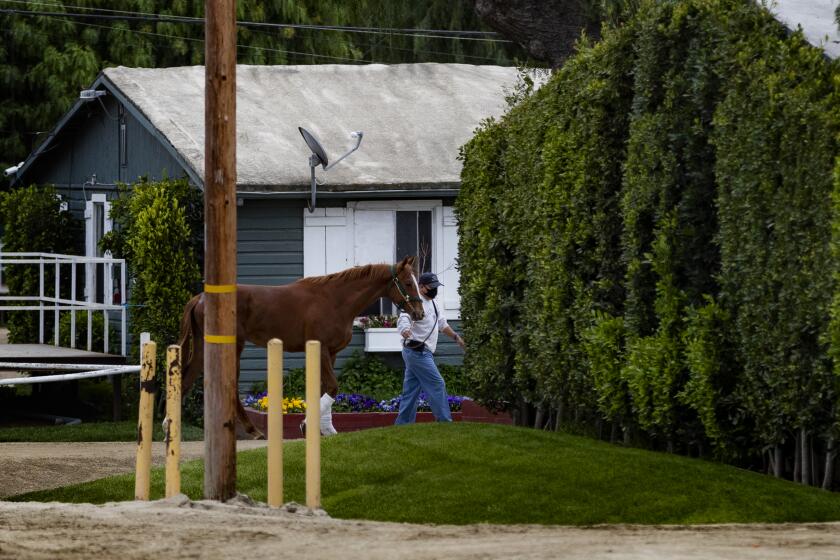 ARCADIA, CA- APRIL 18, 2020: A race horse is led back to its stable at Santa Anita Park where horse racing has been shutdown, but life around the backstretch goes on during the coronavirus pandemic on April 18, 2020 in Arcadia, California. (Gina Ferazzi / Los Angeles Times)
