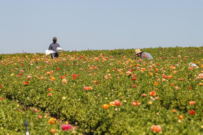 CARLSBAD, CA - FEBRUARY 24: Crews work in the Ranunculus fields at the Flower Fields on Wednesday, Feb. 24, 2021 in Carlsbad, CA. After spending the 2020 season closed, preparations are underway to provide safe social distancing, as the attraction gets ready for a March 1st reopening. (Eduardo Contreras / The San Diego Union-Tribune)