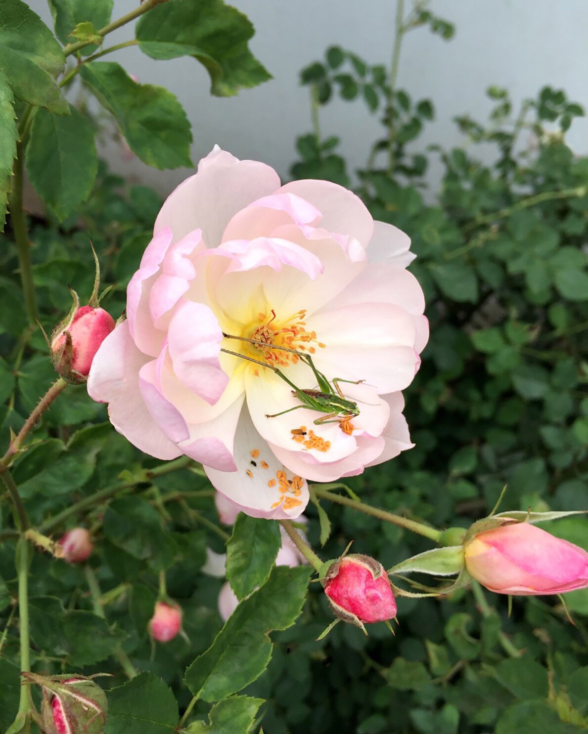 For Radiant Roses Stay Vigilant Against Fungi Pests The San Diego Union Tribune