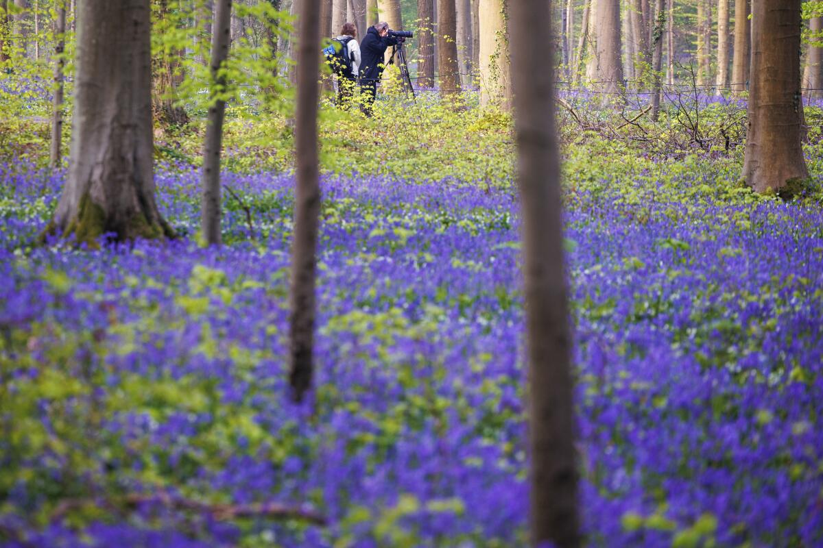 The famed bluebells are in bloom again in the Hallerbos forest south of Brussel, Belgium, on Tuesday, April 19, 2022. For the first time since the pandemic struck over two years ago, the woods featuring violet blue carpets of wild Hyacinths are packed with tourists again. (AP Photo/Olivier Matthys)