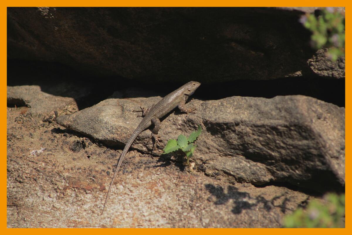 Lizard perched on rock in the sun.