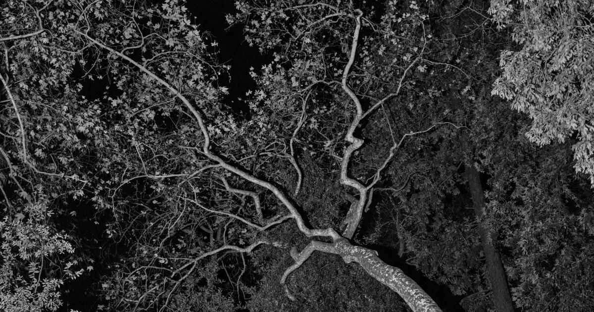 12 okuyucu Los Angeles'ta en sevdikleri ağaçları paylaşıyor