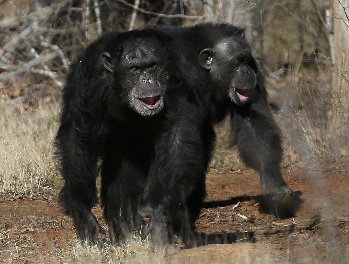 Two chimps at Chimp Haven in Louisiana. Fifty soon-to-be-retired research chimpanzees from the National Institutes of Health will be joining them, Dr. Francis Collins announced.