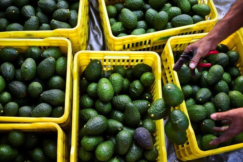 (FILES) In this file photo taken on October 19, 2016 a farmer harvests avocados at an orchard in the municipality of Uruapan, Michoacan State, Mexico. - Picture an economic shockwave: Thousands of workers laid off and supermarket shelves made barren. Auto plants darkened overnight. Precious supplies of avocados, so dear to American hearts, wiped out, while other fresh fruits and vegetables also rot in trucks. Fresh fruit and vegetable supplies exhausted in as little as 48 hours.Fuming over migration, President Donald Trump on Wednesday reiterated his threat to close the US-Mexico border -- among the busiest in the world, across which $1.7 billion in goods and hundreds of thousands of people travel in both directions every day. (Photo by Ronaldo SCHEMIDT / AFP)RONALDO SCHEMIDT/AFP/Getty Images ** OUTS - ELSENT, FPG, CM - OUTS * NM, PH, VA if sourced by CT, LA or MoD **