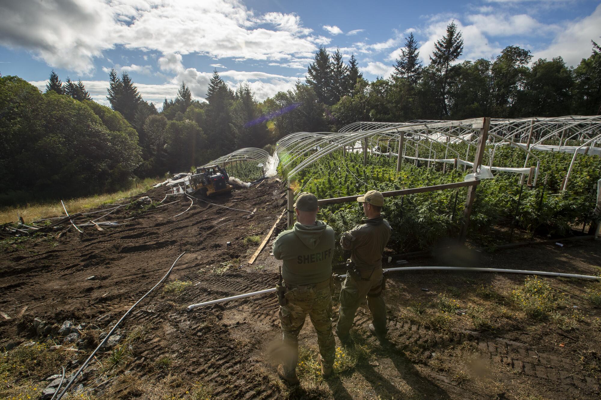 Law enforcement officers watch as plants are destroyed on an illicit grow.