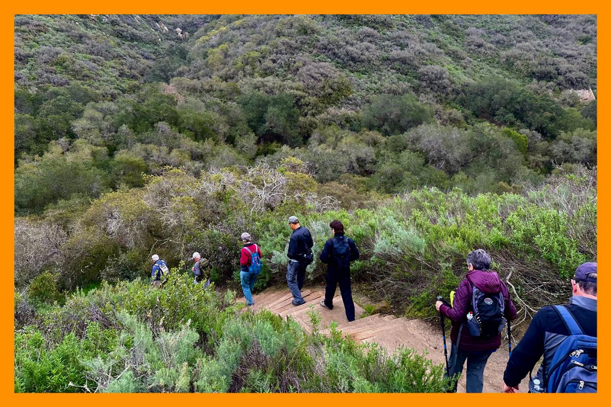 Hikers walking down a trail surrounded by greenery