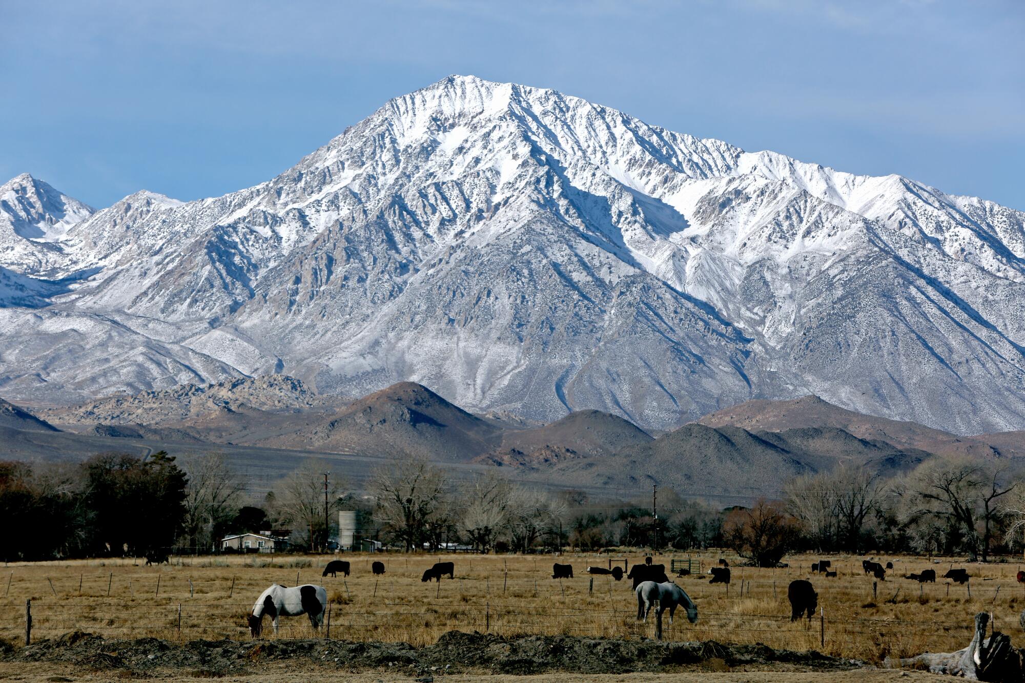 Horses graze in a field beneath snow-capped mountains.
