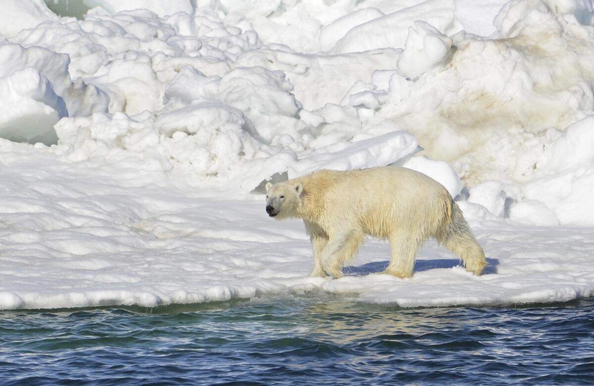 Esta imagen del 15 de junio del 2014 muestra a un oso polar en la zona del Mar de Chuckchi en Alaska. Si los seres humanos no revierten el calentamiento global ni detienen la pérdida de las capas de hielo, es improbable que los osos polares sobrevivan. Esa es la conclusión del Servicio Federal de Pesca y Vida Silvestre según el plan para la supervivencia de estos osos presentado el 2 de julio del 2015. (Brian Battaile/Servicio Geológico de Estados Unidos vía AP, archivo)