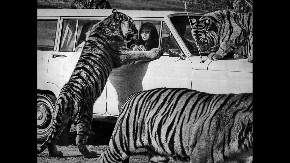 Bettie Kym Young of Newport gets a closeup of a tiger. Young, Miss Los Angeles Chinatown, was at Lion Country Safari to celebrate the Chinese Year of the Tiger in January 1974.