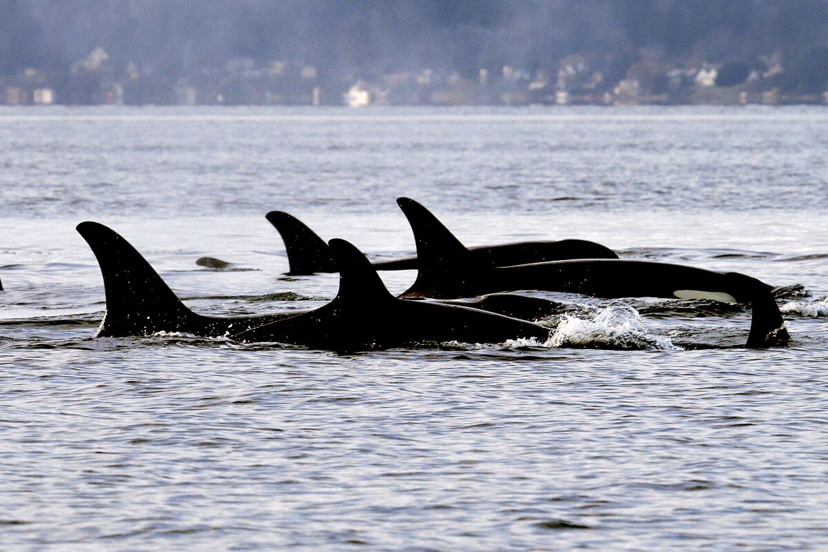 A pod of orcas swims in the ocean
