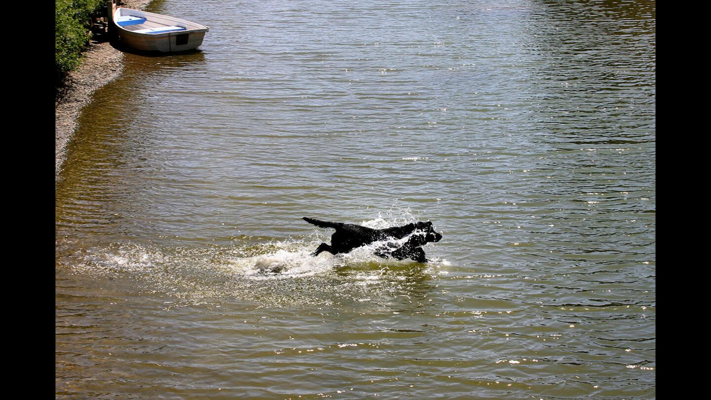 L.A. Walks: Venice Canals