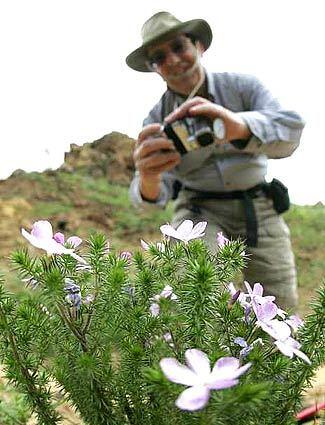 prickly phlox