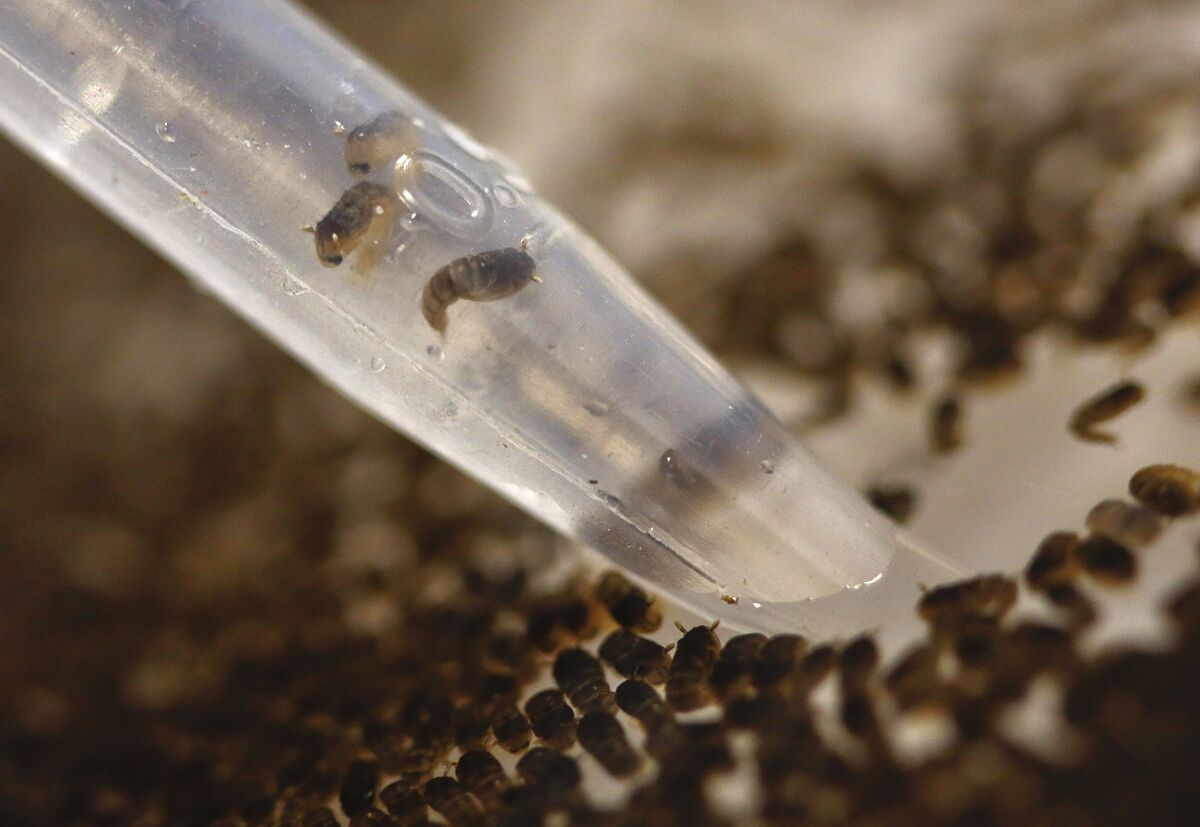 A few pupae of genetically modified Aedes aegypti mosquitoes are drawn into a tube for inspection.