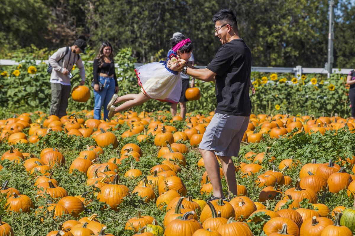 A man spins a young girl among the pumpkins at Cal Poly Pomona Pumpkin Fest.