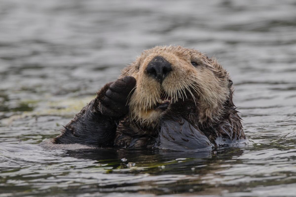 A wild southern sea otter in the water.