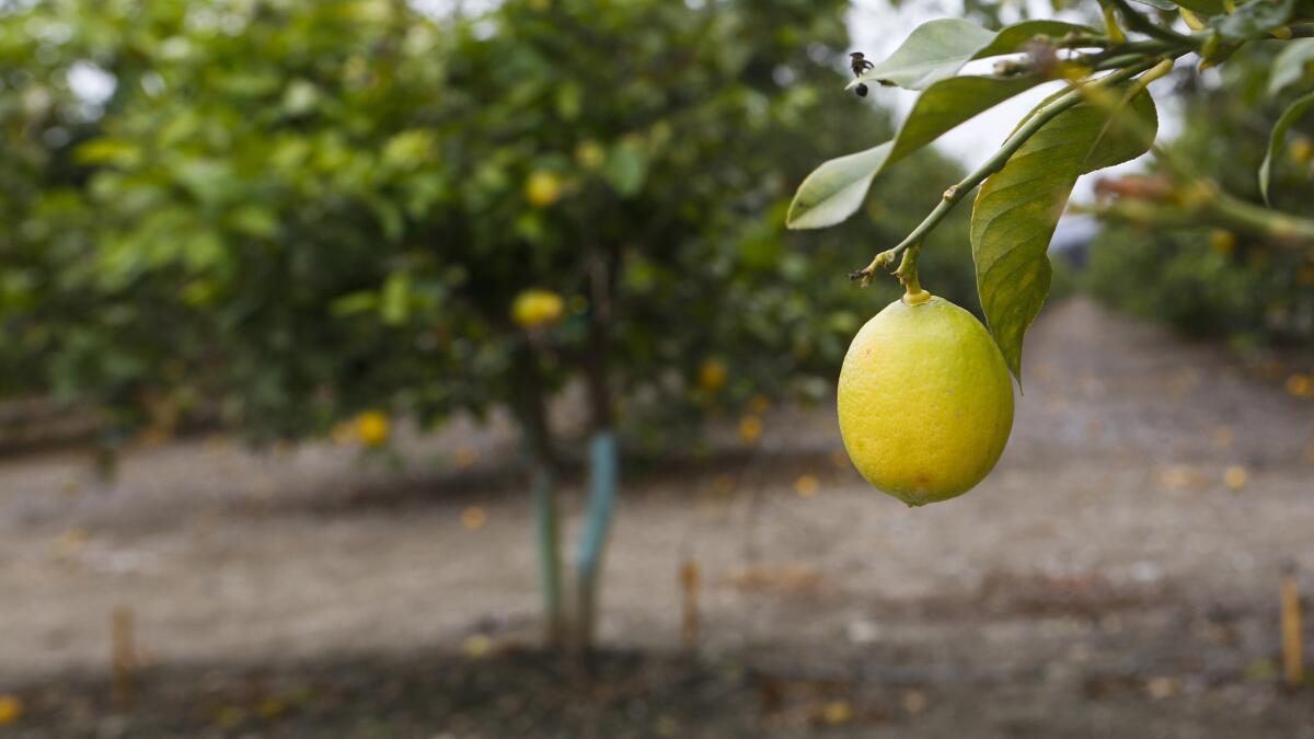 Citrus trees grow a field in Ventura. The Casitas Municipal Water District, in Ventura County, reported a 26% increase in water use in May.