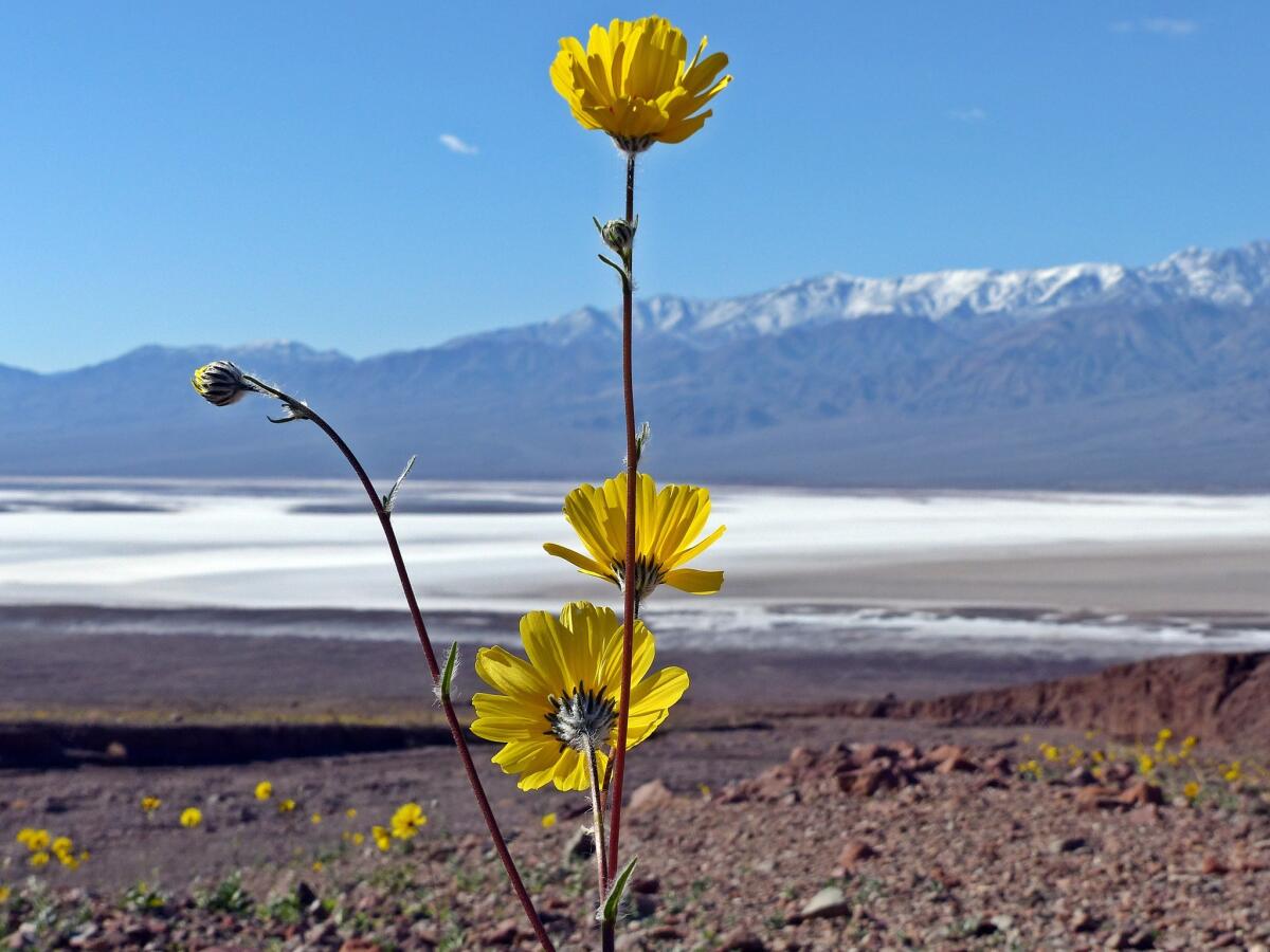 Wildflowers are already putting on a show at Death Valley National Park. Here, goldfields pop above Badwater Basin.