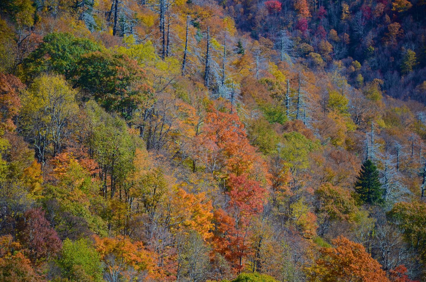 This foliage detail was at East Fork Overlook on Oct. 23 along the Blue Ridge Parkway in North Carolina.