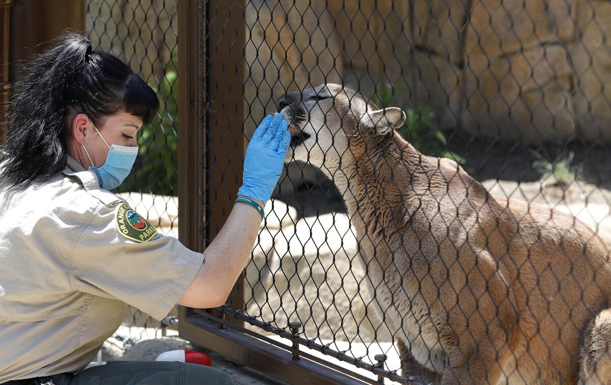 Shannon Seeley interacts with Santiago through the fence of his habitat at the OC Zoo.