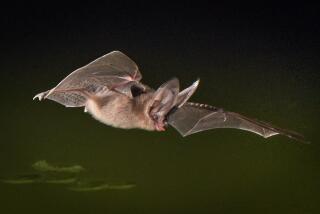 A Townsend’s big-eared bat feeds at a pond in Anza-Borrego Desert State Park.