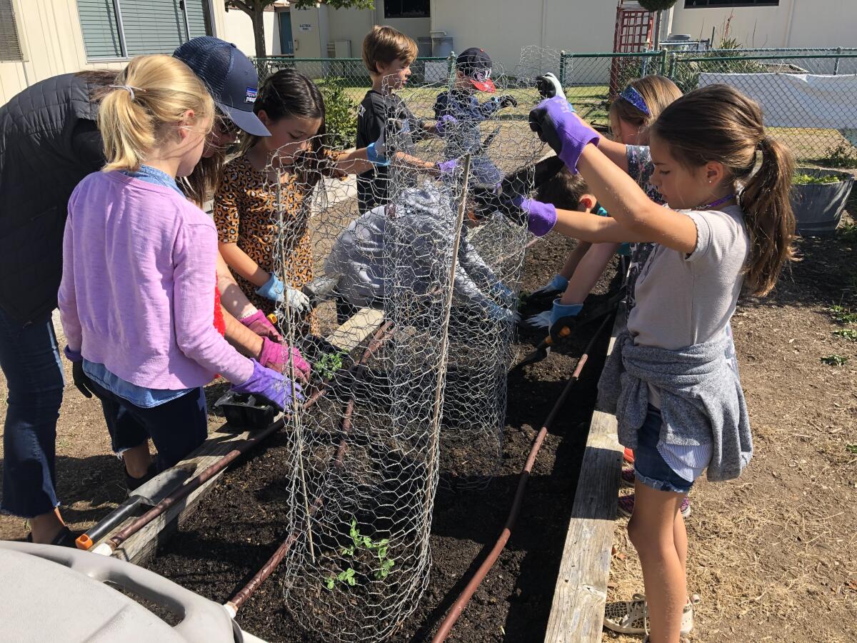 Students at work in the school garden.