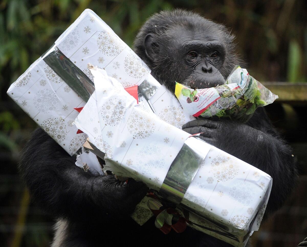 As this primate with his packages on Dec. 23 at a zoo in western France can attest, not all Christmas gifts were late this year.