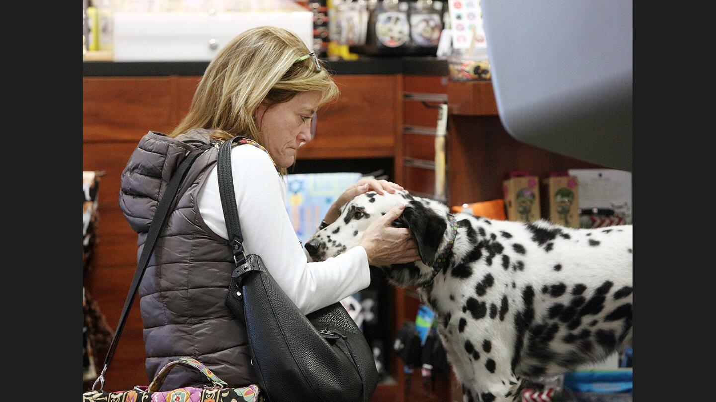 Photo Gallery: Traveler's Tails program at Hollywood Burbank Airport