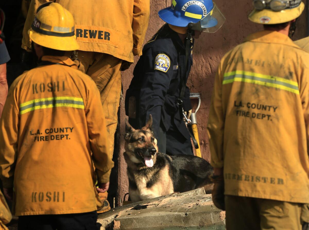 Karina Peck, a K-9 handler with the L.A. County coroner's office, center, guides Indiana Bones through the rubble left by a fire in Compton in a search for human remains.