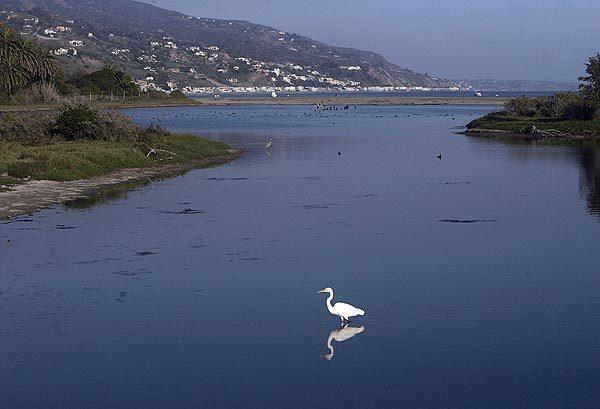 A bird hunts for fish in the shallows at Malibu Lagoon State Beach. For years, environmentalists have contended that septic tanks were fouling the citys groundwater and, by extension, Malibu Creek, Malibu Lagoon and Santa Monica Bay.
