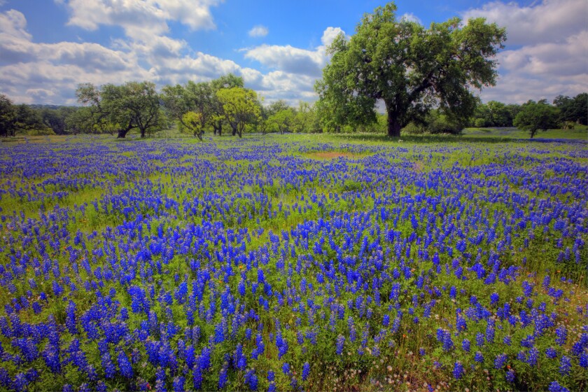 Texas bluebonnets in Texas Hill Country.