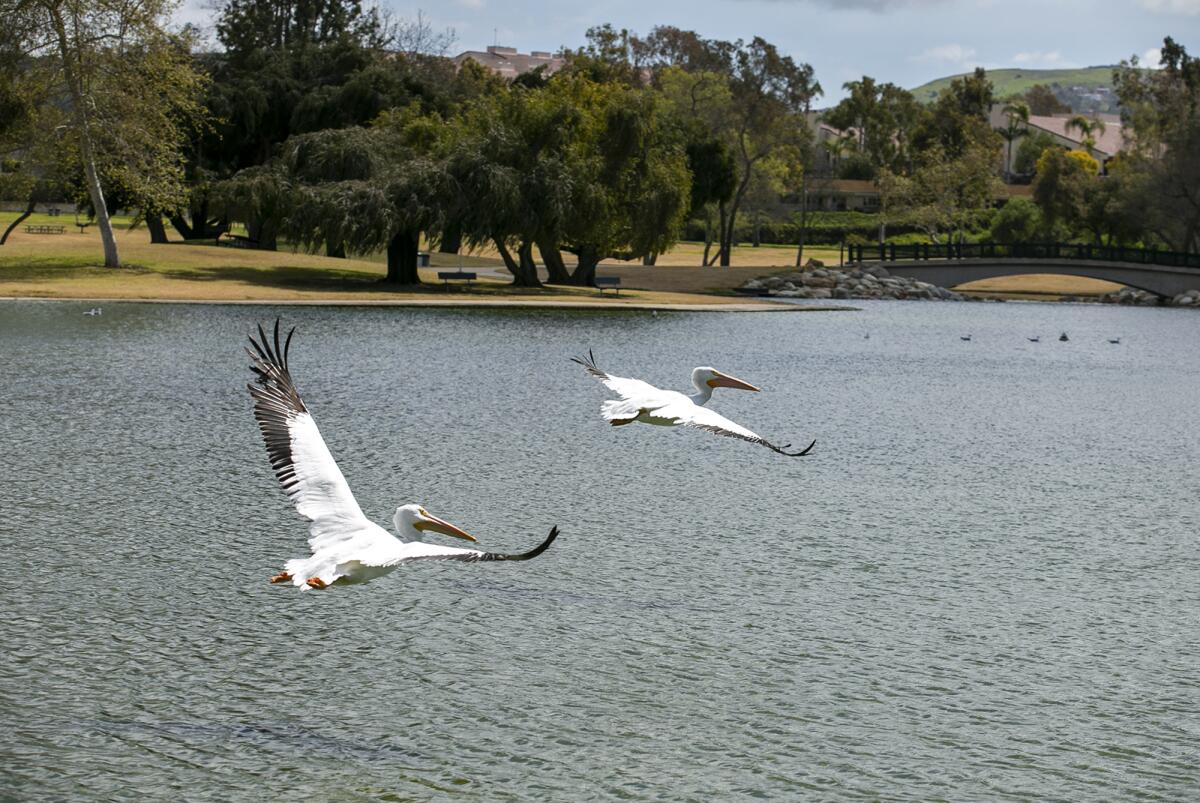 Two white pelicans fly over the lake.